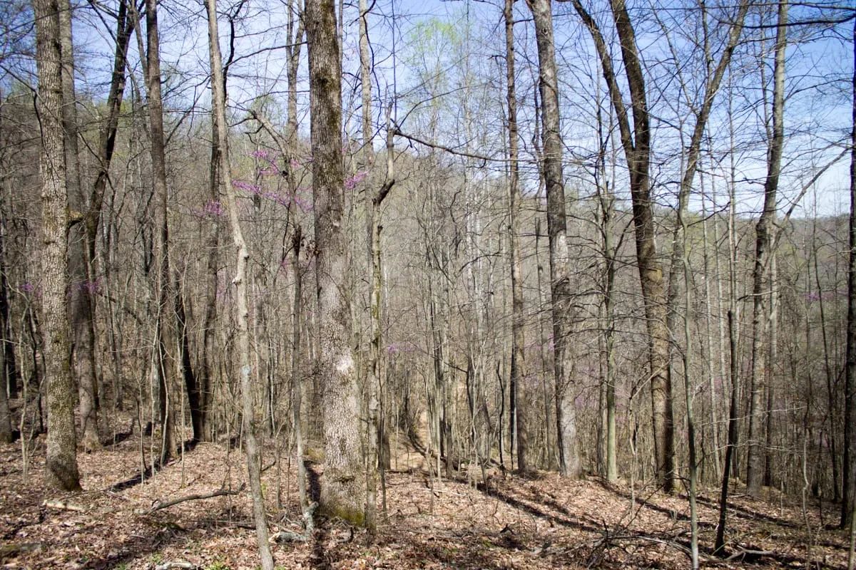 Decorative background for Chestnut Oak Ridge Tract 29 image 16