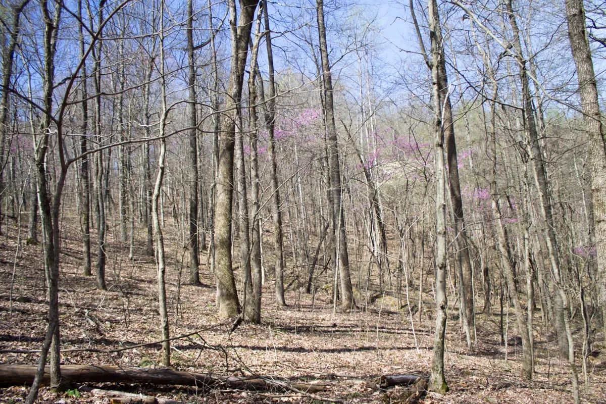 Decorative background for Chestnut Oak Ridge Tract 29 image 17
