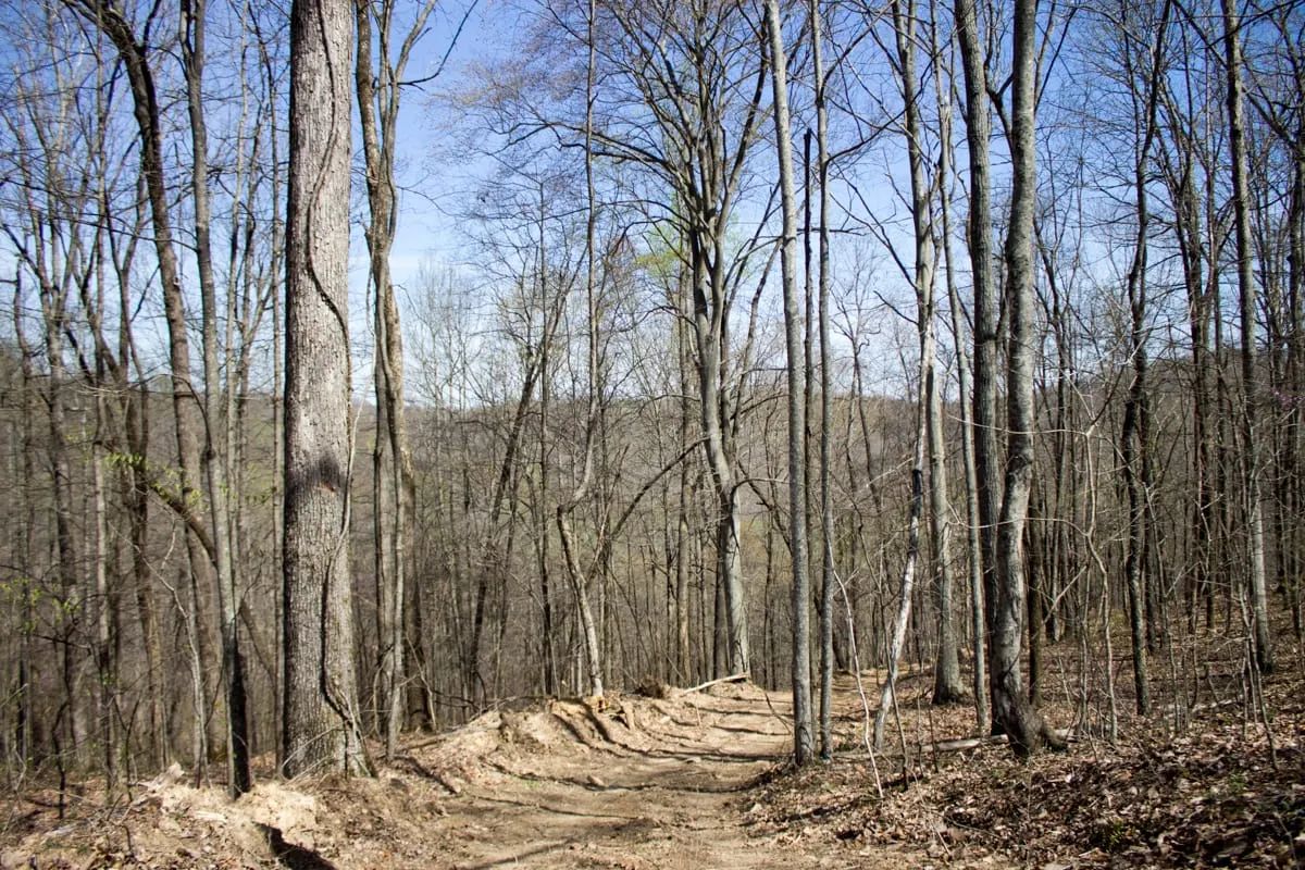 Decorative background for Chestnut Oak Ridge Tract 29 image 18