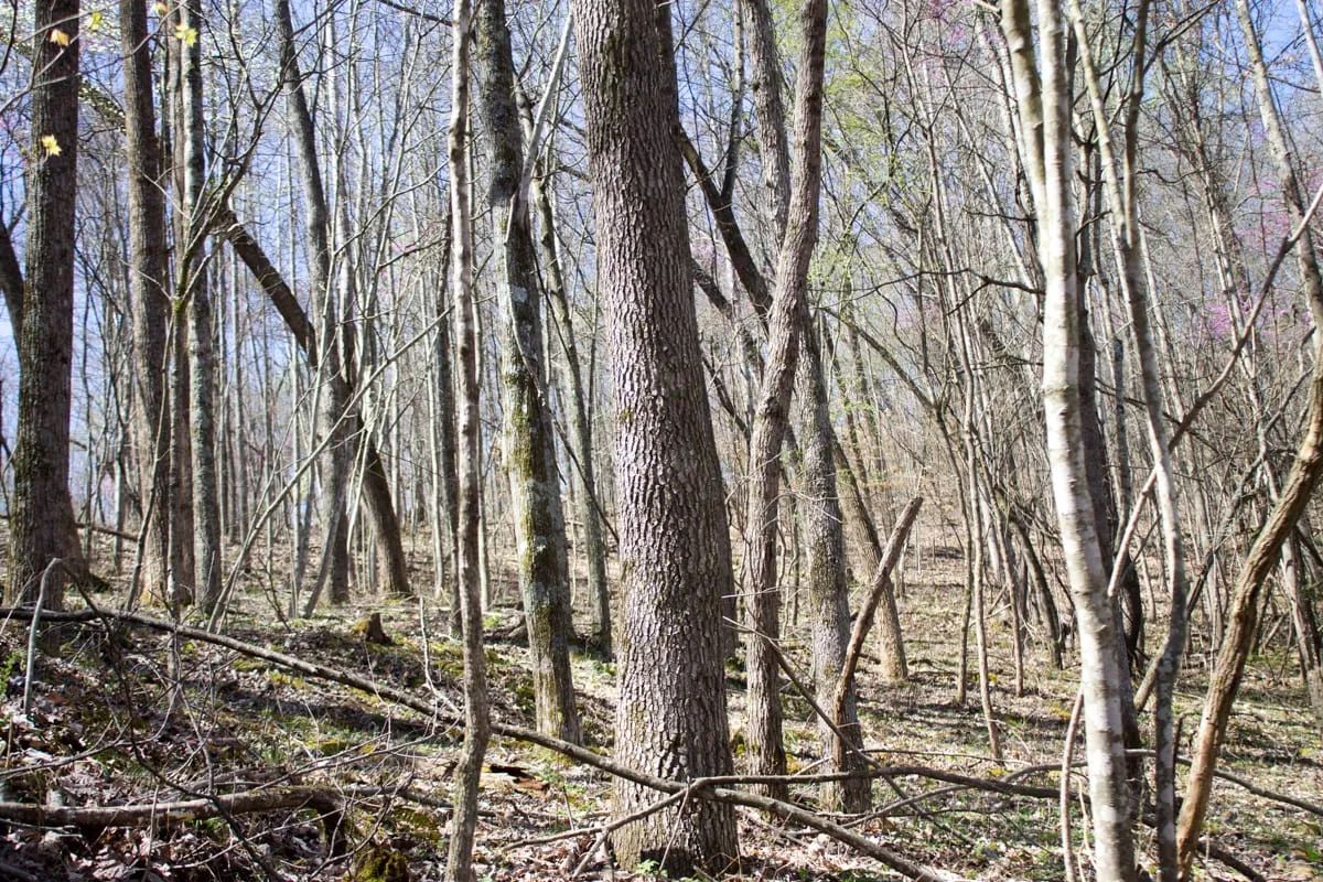 Decorative background for Chestnut Oak Ridge Tract 29 image 19