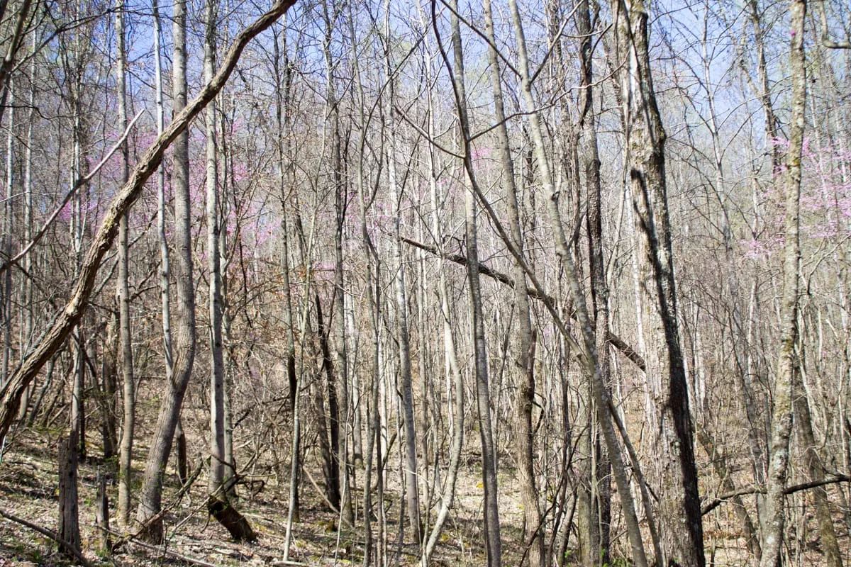 Decorative background for Chestnut Oak Ridge Tract 29 image 20