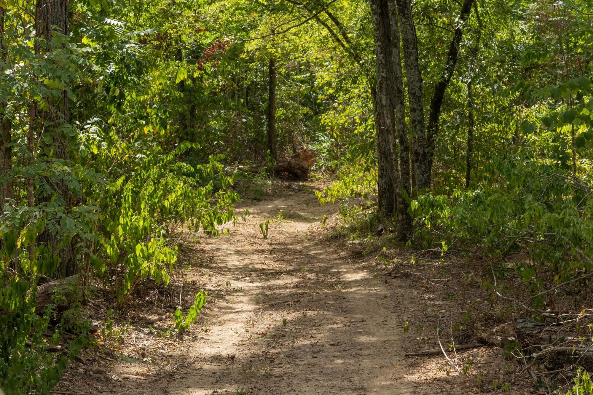 Big White Oak Tract 79 in Perry County, TN