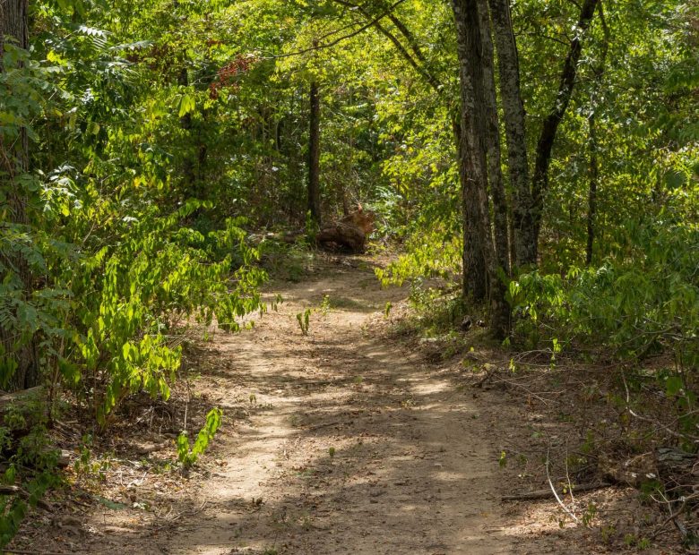 Big White Oak Tract 79 in Perry County, TN