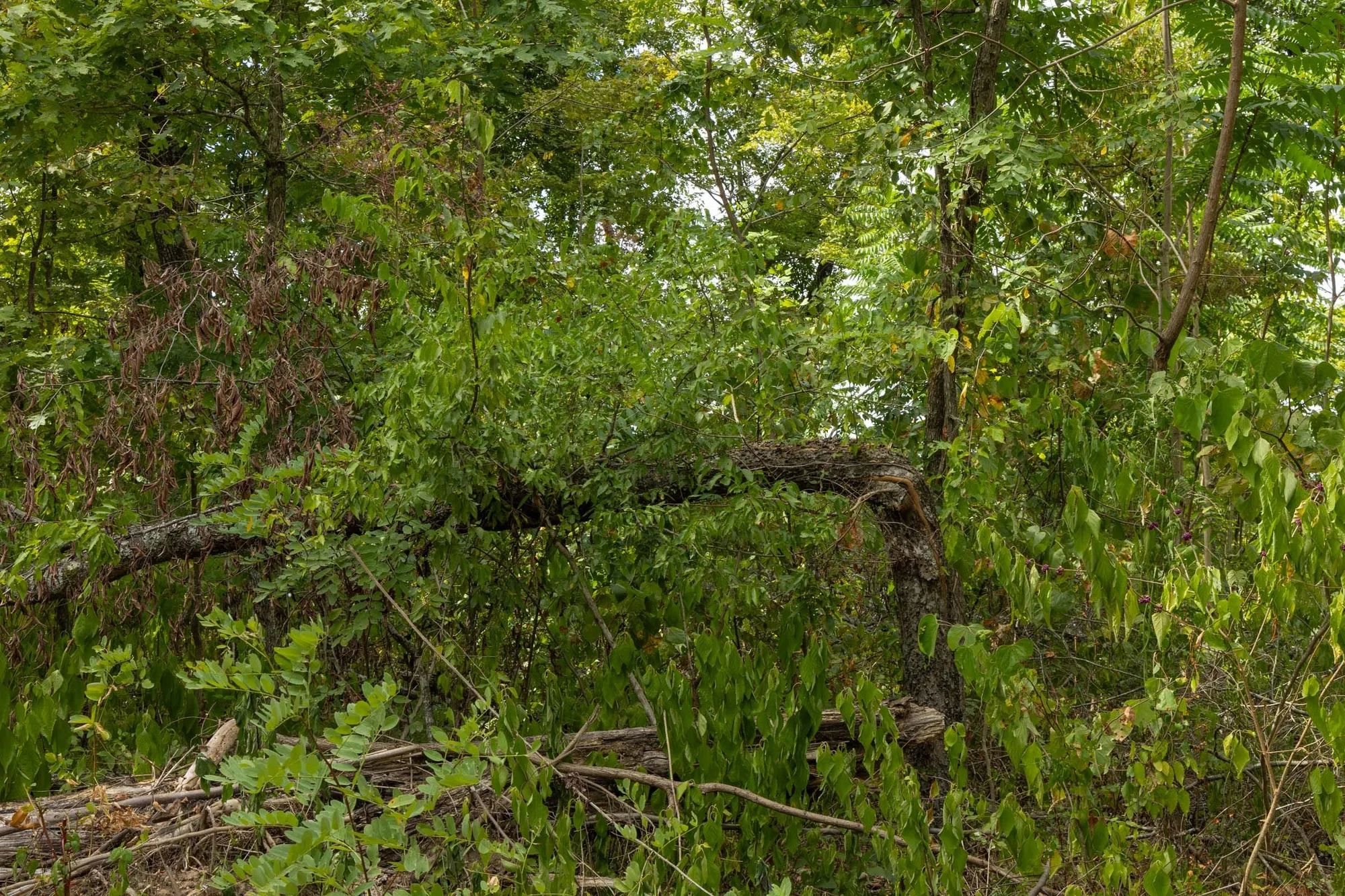 Big White Oak Tract 79 in Perry County, TN