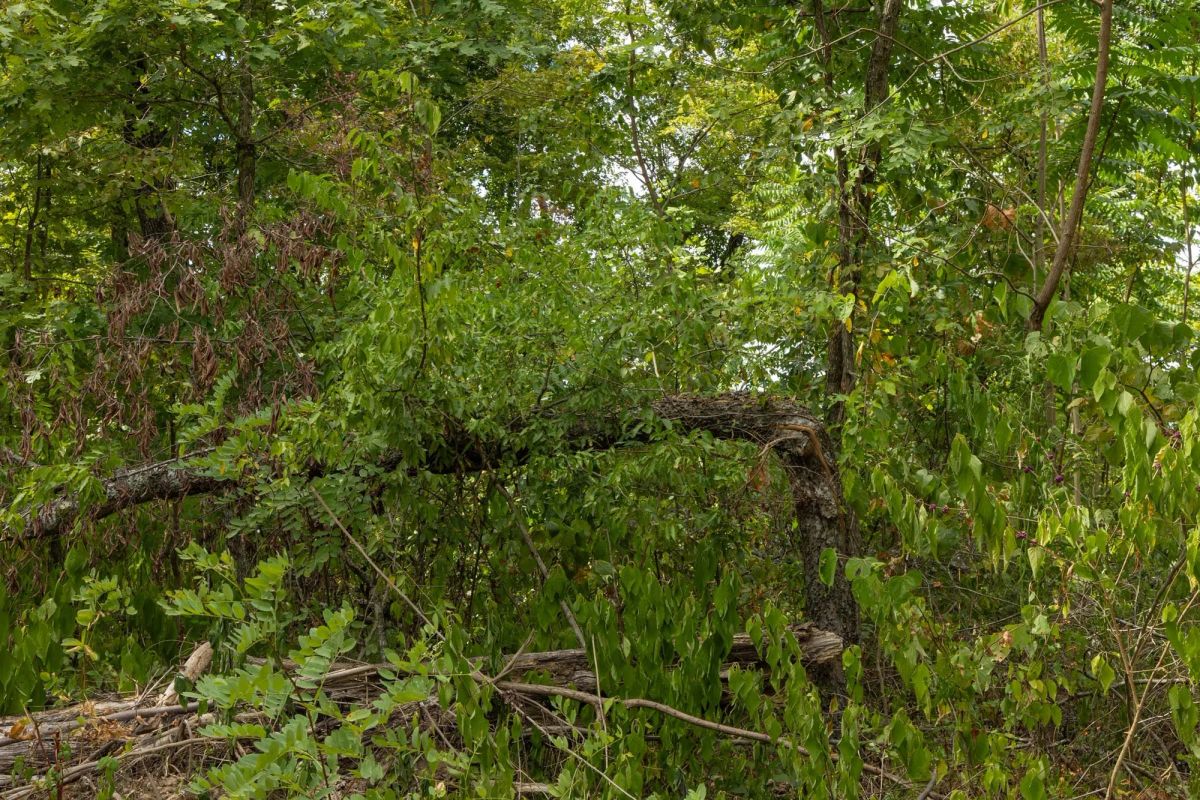 Big White Oak Tract 79 - Image 2