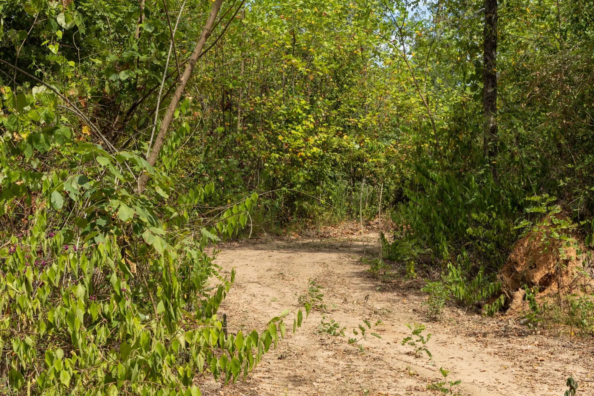 Big White Oak Tract 79 in Perry County, TN