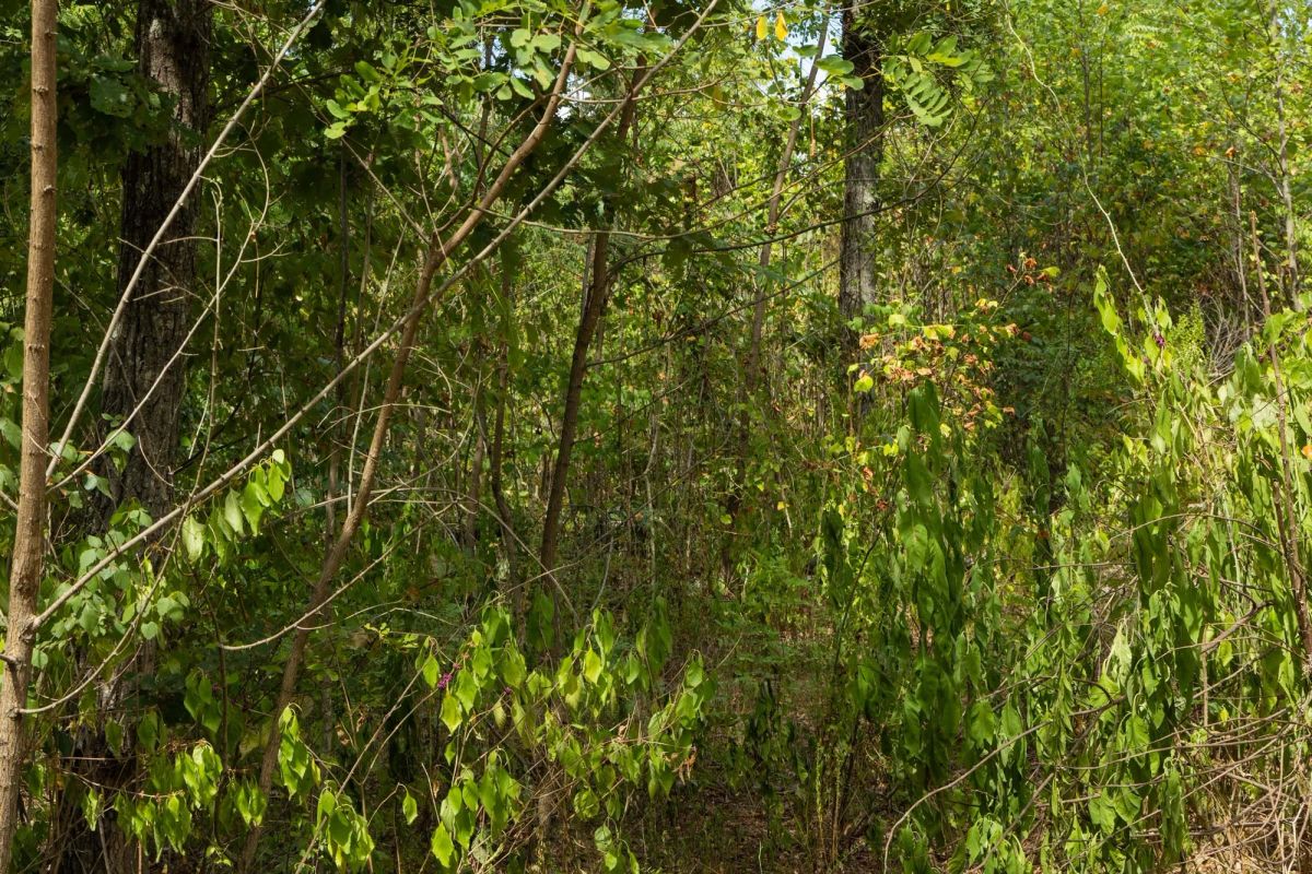 Decorative background for Big White Oak Tract 79 image 5