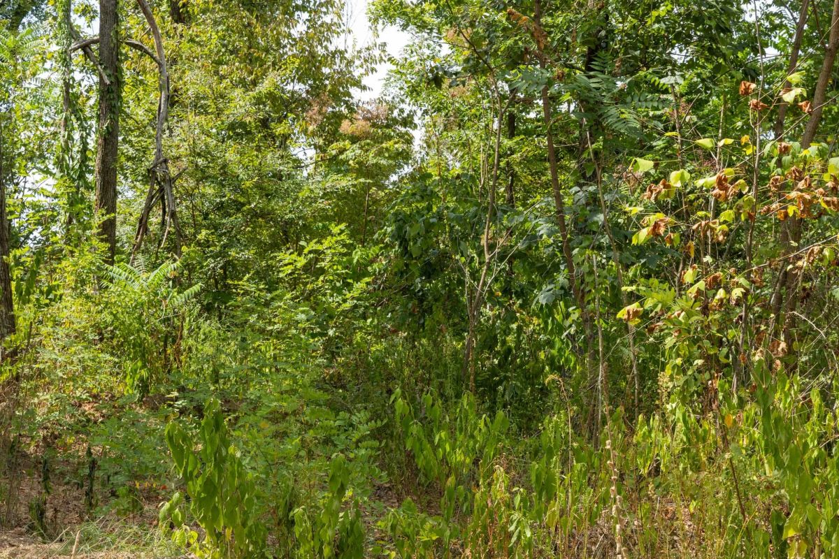 Decorative background for Big White Oak Tract 79 image 6
