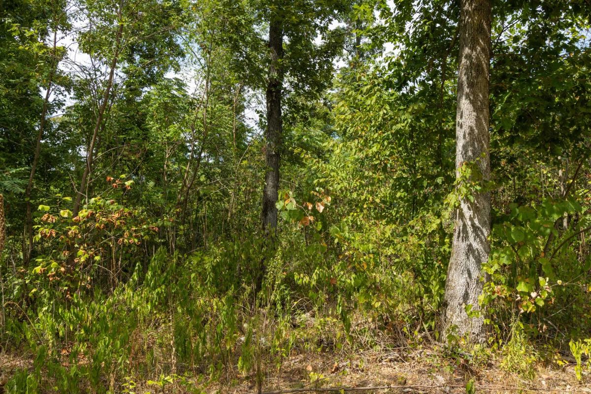 Decorative background for Big White Oak Tract 79 image 7
