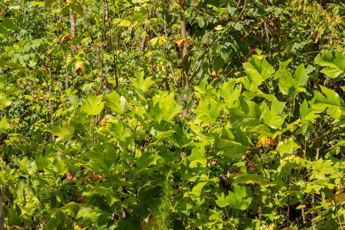 Decorative background for Big White Oak Tract 79 image 8