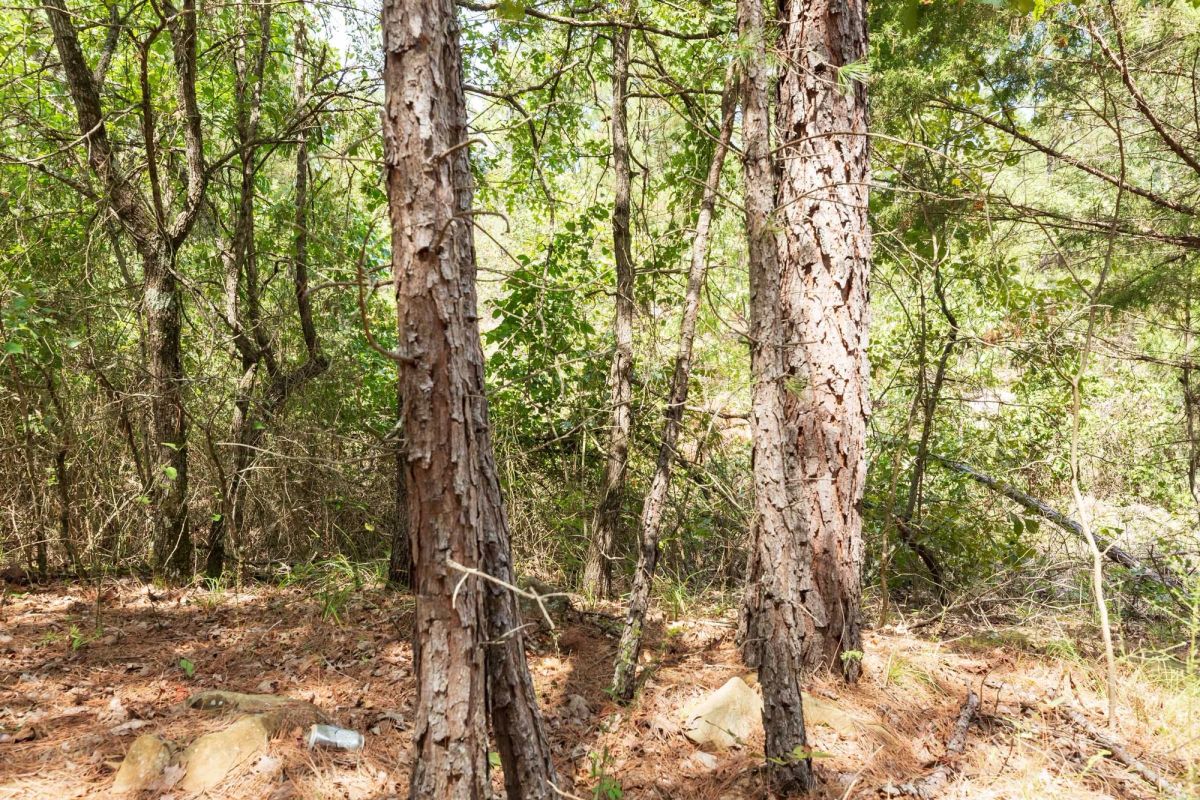 Decorative background for Stone Bridge Phase V Tract 379 image 6