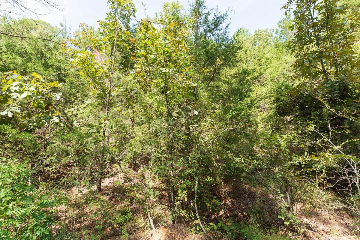 Decorative background for Stone Bridge Phase V Tract 379 image 9