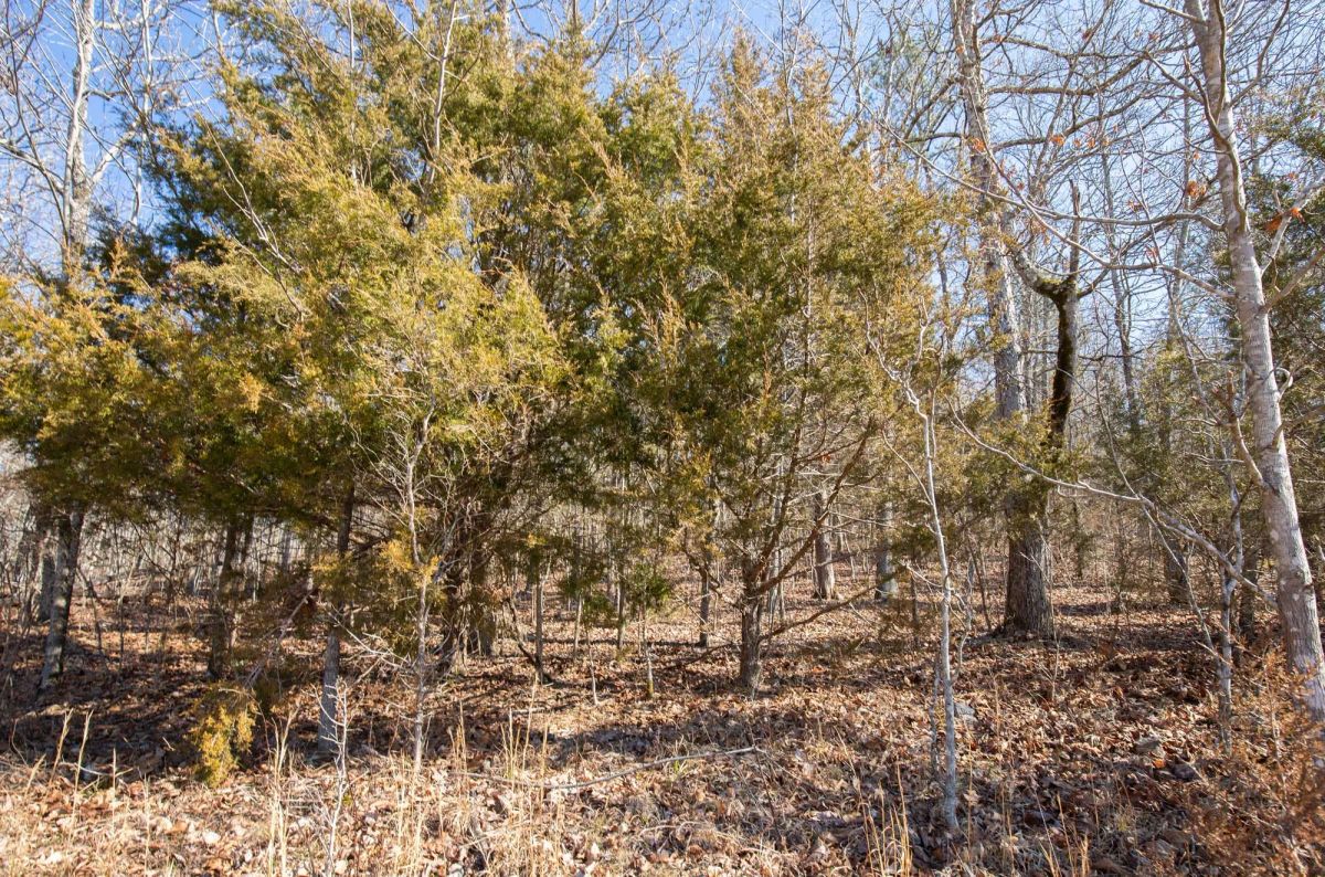 Decorative background for O’Connor Crossing Tract 23 image 7