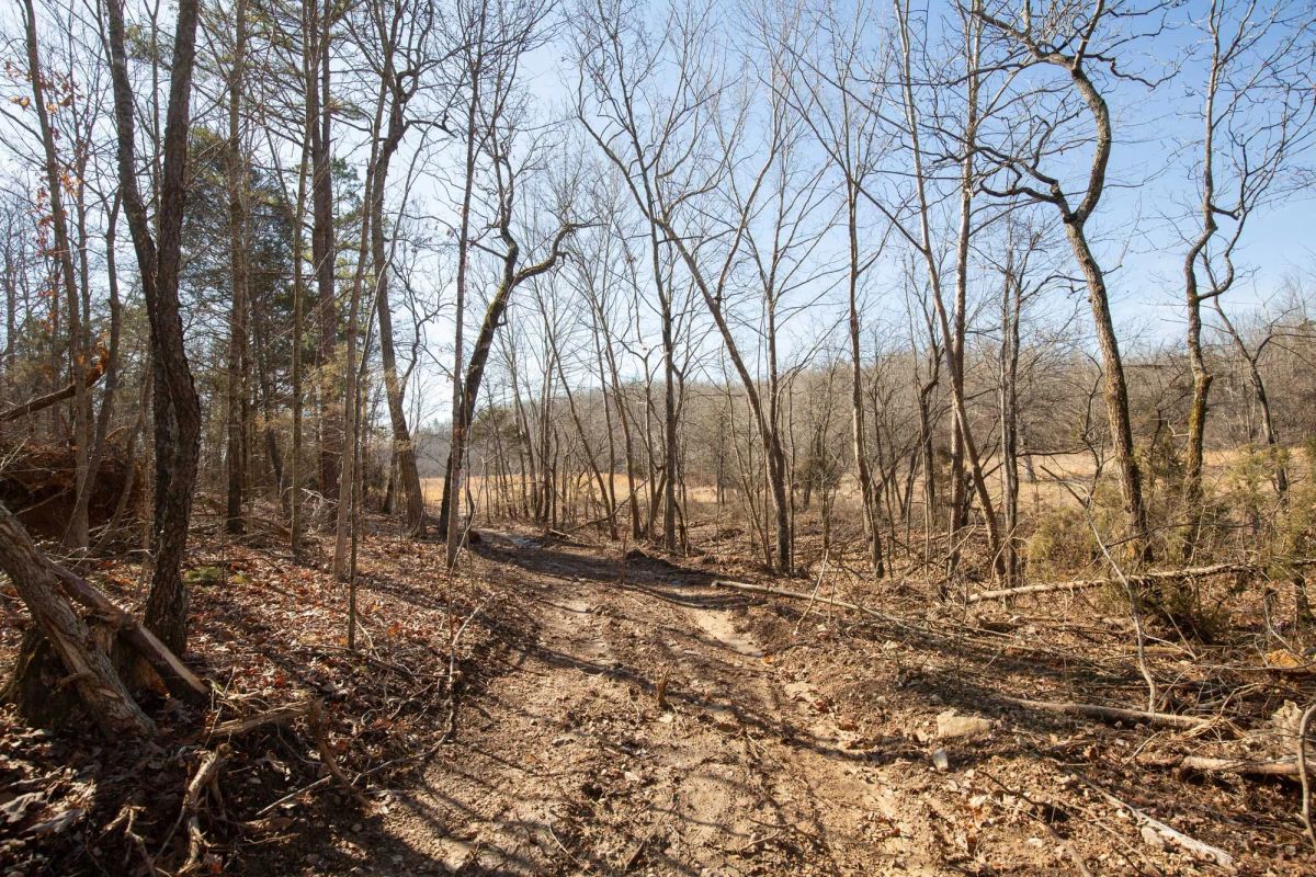 Decorative background for O’Connor Crossing Tract 23 image 10