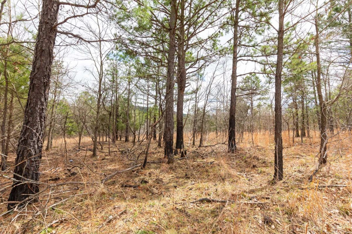 Decorative background for Stone Bridge Phase III Tract 219 image 5