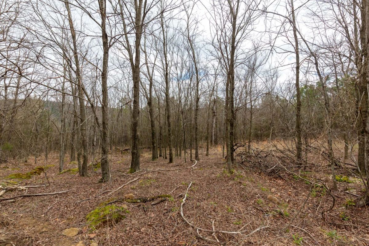 Decorative background for Stone Bridge Phase III Tract 219 image 9