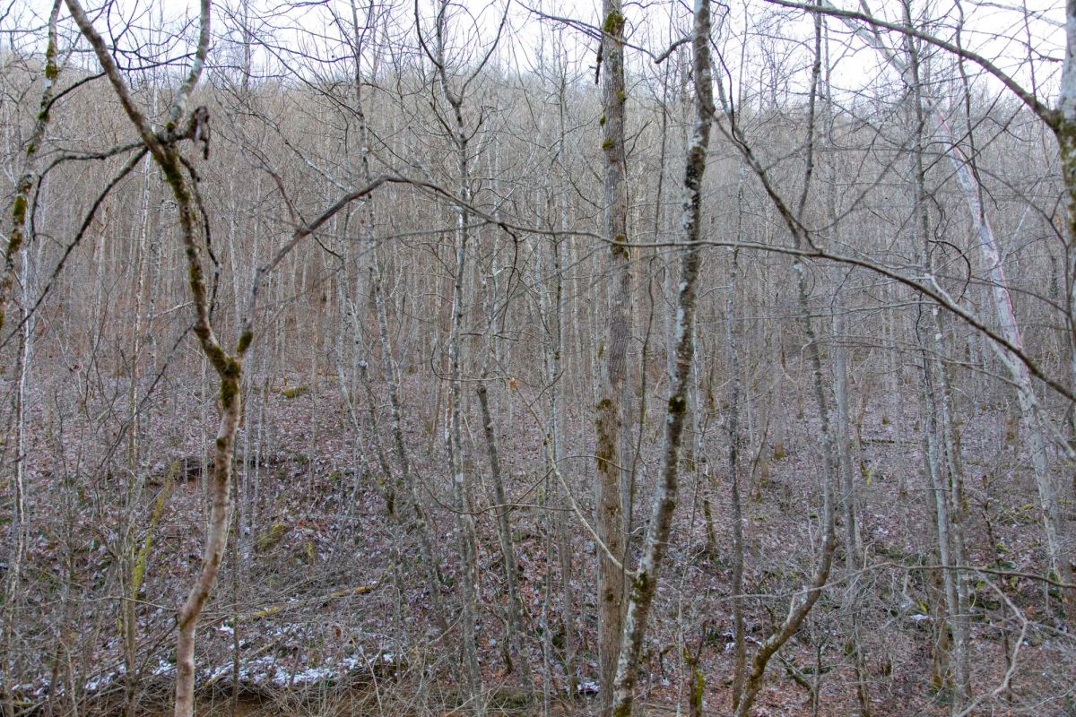 Decorative background for Blackstone Mountain Phase I Tract 7 image 12