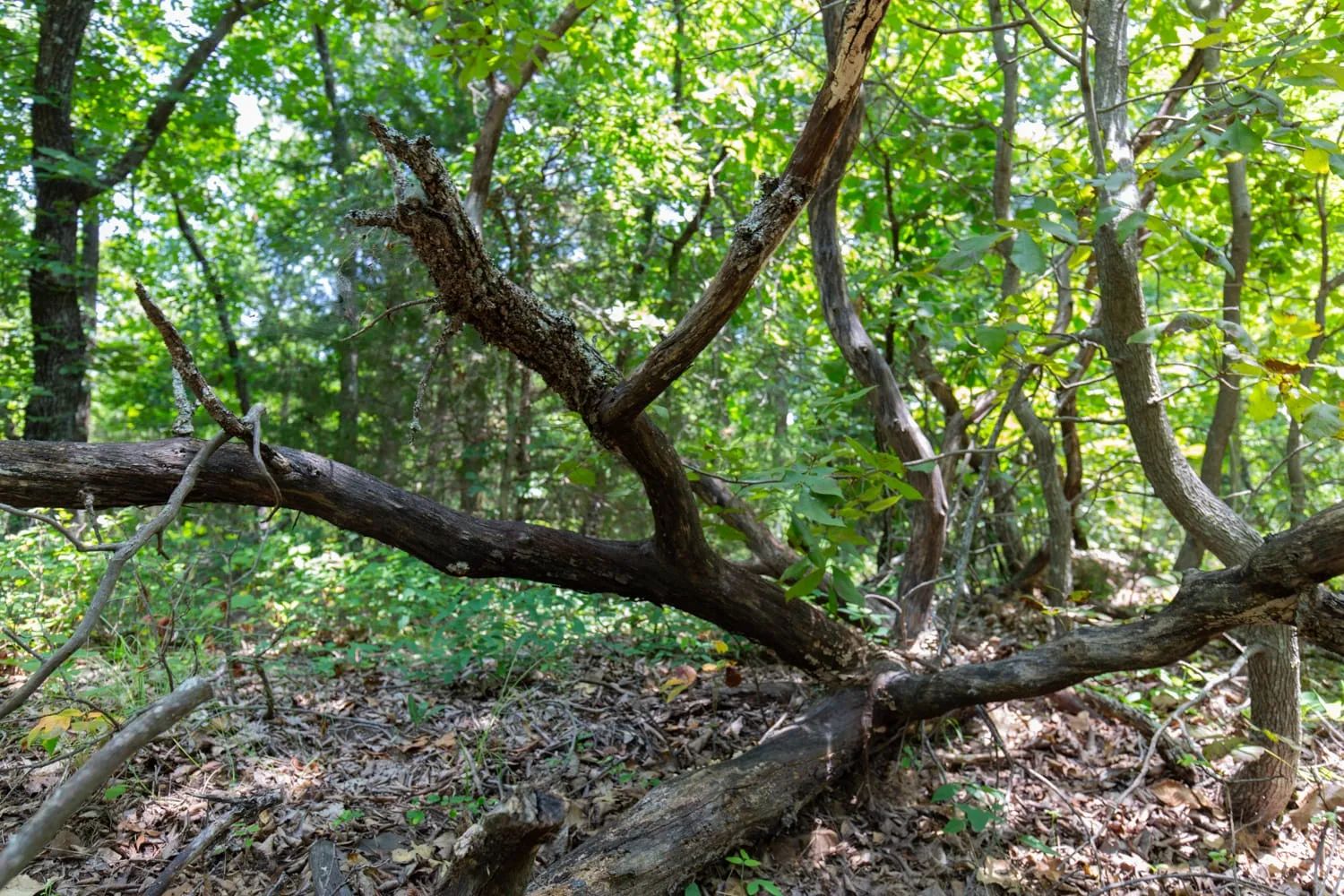 Timber Ridge Tract 52 in McIntosh County, OK