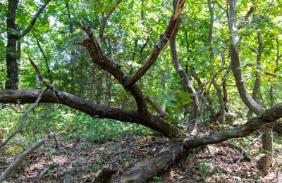 Timber Ridge Tract 52