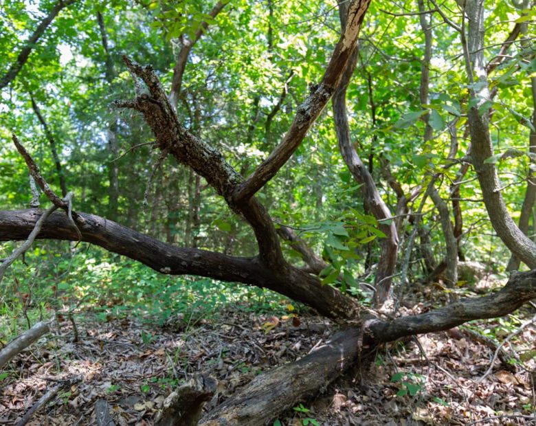 Timber Ridge Tract 52 in McIntosh County, OK