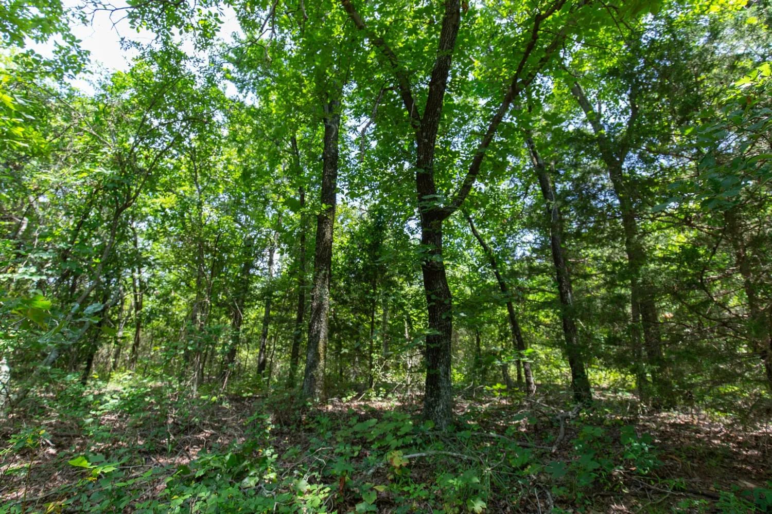 Timber Ridge Tract 52 in McIntosh County, OK