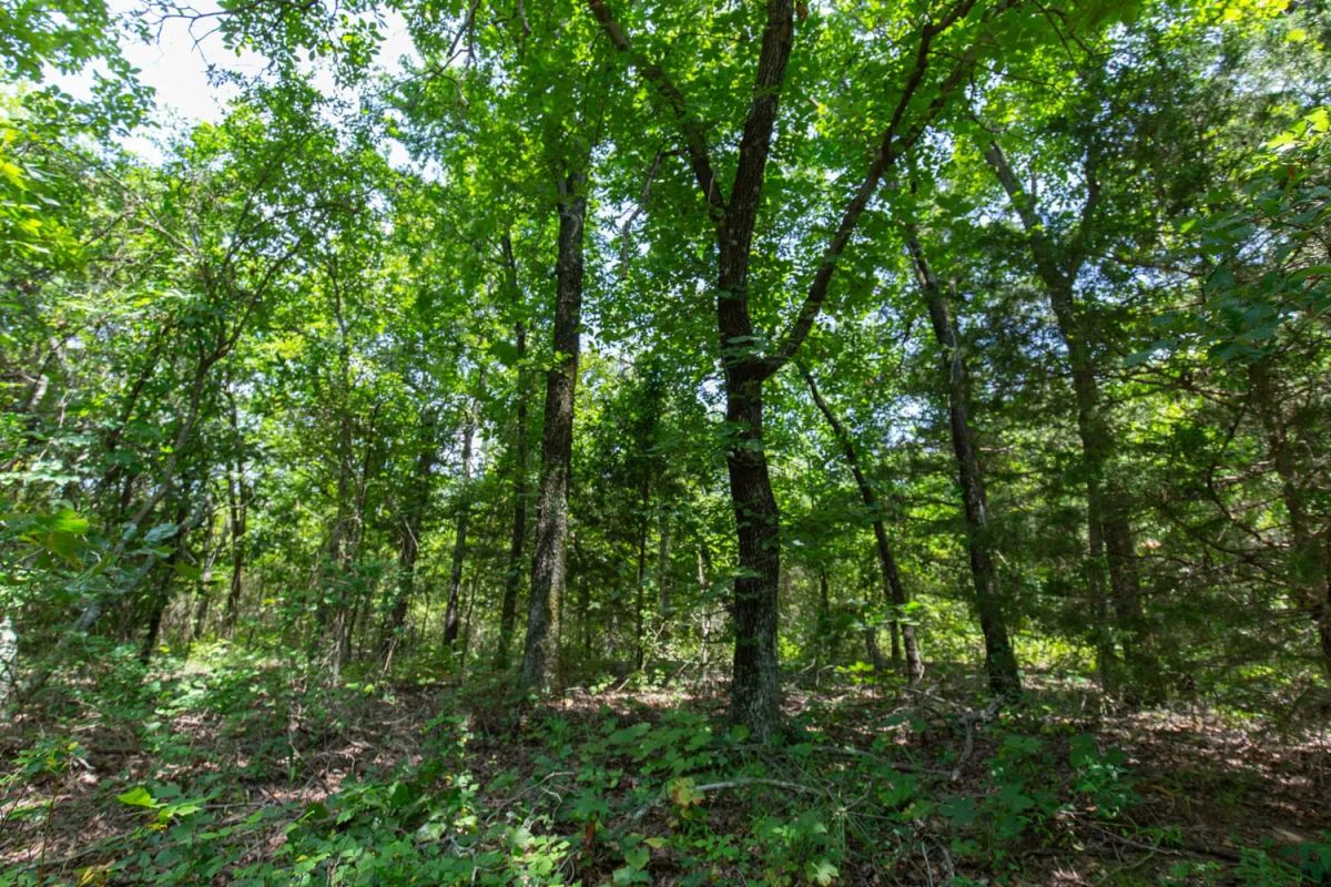 Timber Ridge Tract 52 - Image 3