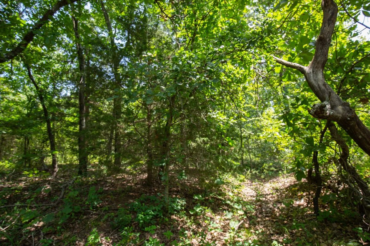Decorative background for Timber Ridge Tract 52 image 5