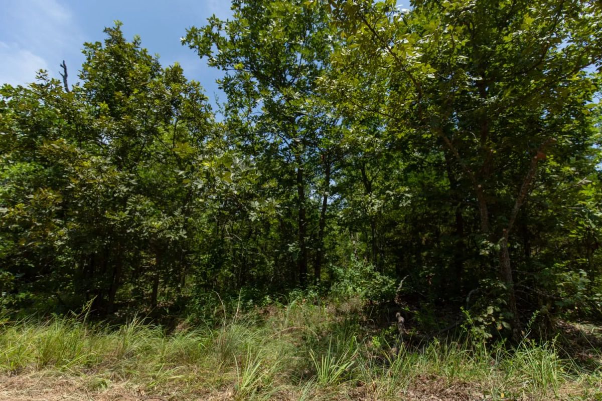 Decorative background for Timber Ridge Tract 52 image 6