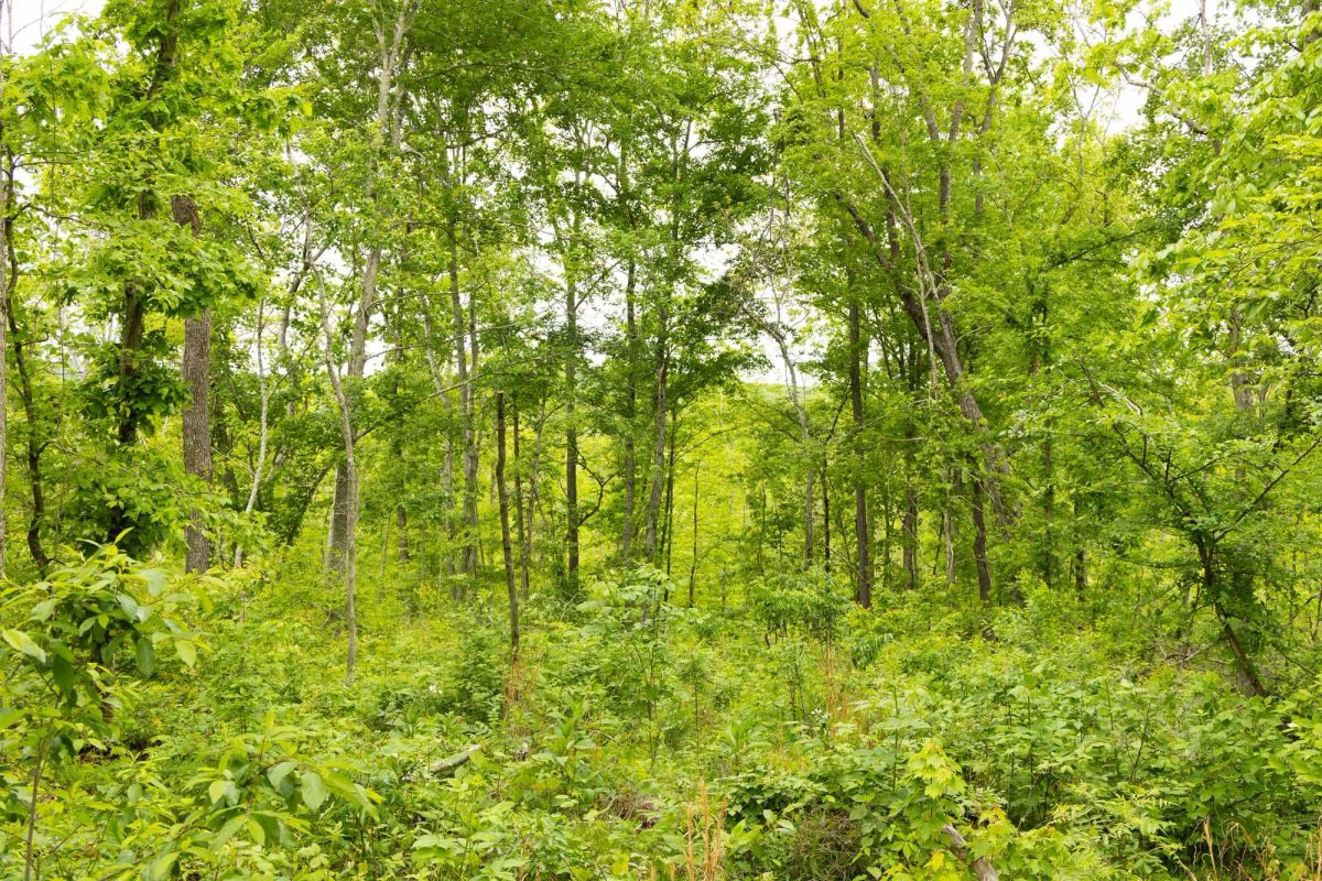 Stardust Estates Tract 18 - Image 3