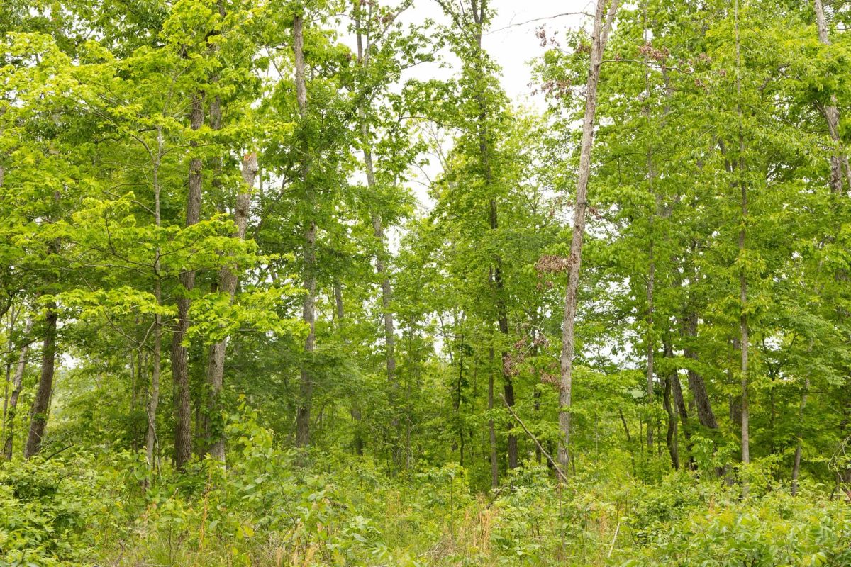 Stardust Estates Tract 18 - Image 4