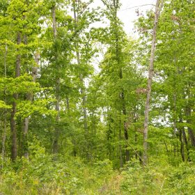 Stardust Estates Tract 18 in Reynolds County, MO