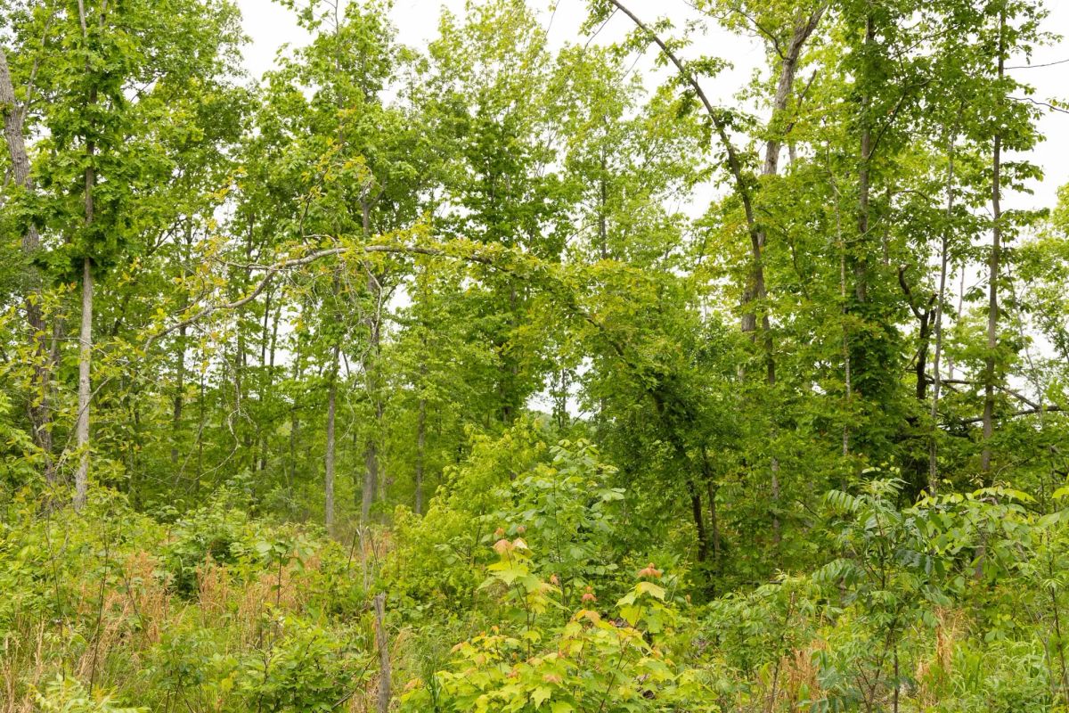 Decorative background for Stardust Estates Tract 18 image 5
