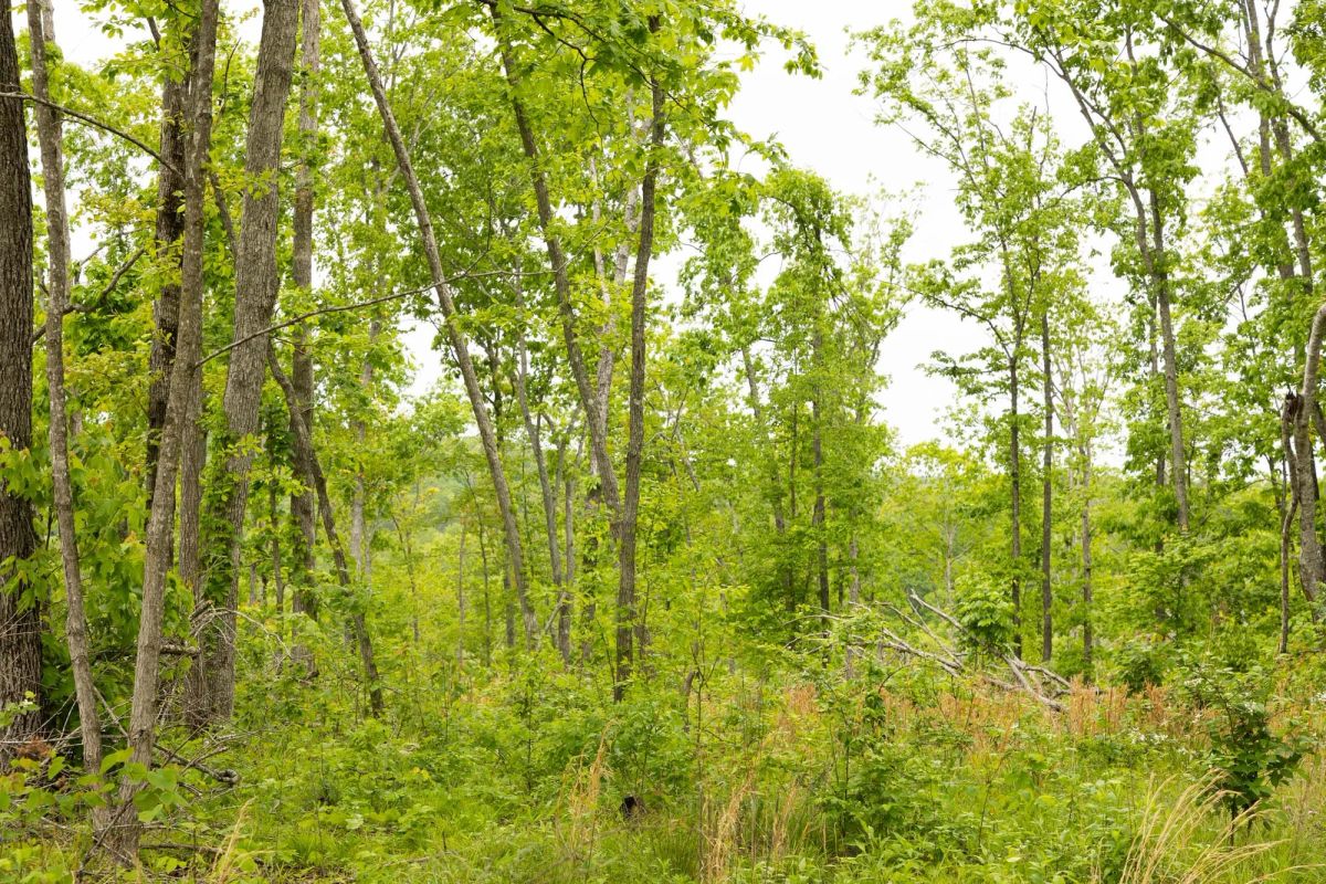 Decorative background for Stardust Estates Tract 18 image 8