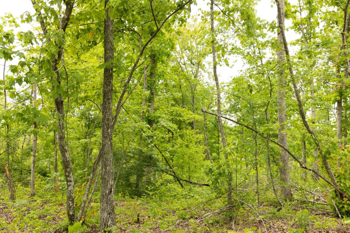 Decorative background for Stardust Estates Tract 18 image 9