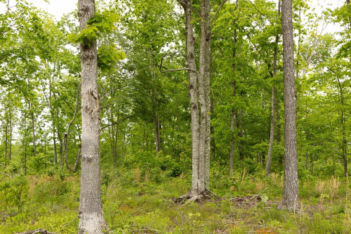 Decorative background for Stardust Estates Tract 18 image 12