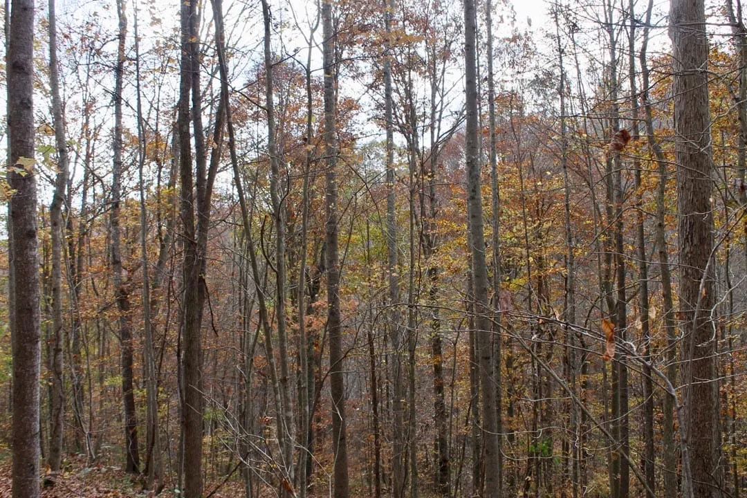 Decorative background for Autumn Ridge Tract 22 image 8