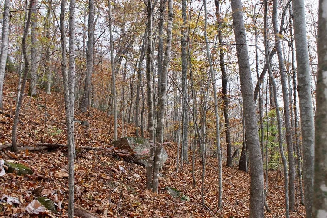 Decorative background for Autumn Ridge Tract 22 image 9