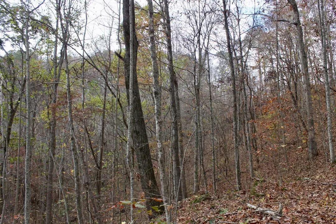 Decorative background for Autumn Ridge Tract 22 image 10