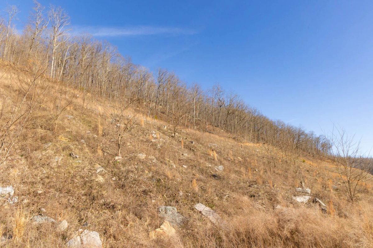 Decorative background for Jade Pass Tract 11 image 11