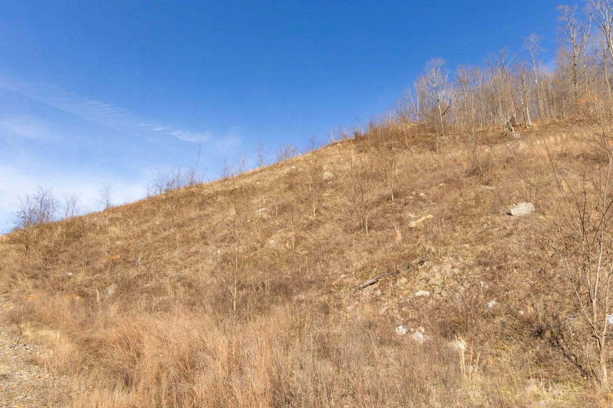 Decorative background for Jade Pass Tract 11 image 12