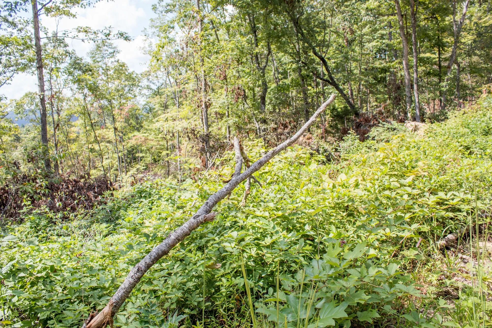 Buck Run Ridge Tract 26 in Wayne County, KY