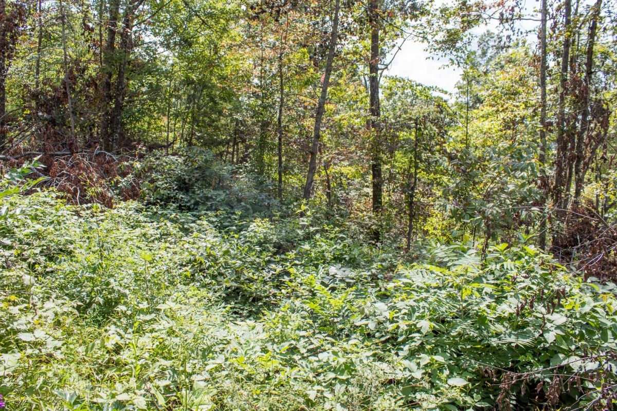 Decorative background for Buck Run Ridge Tract 26 image 5