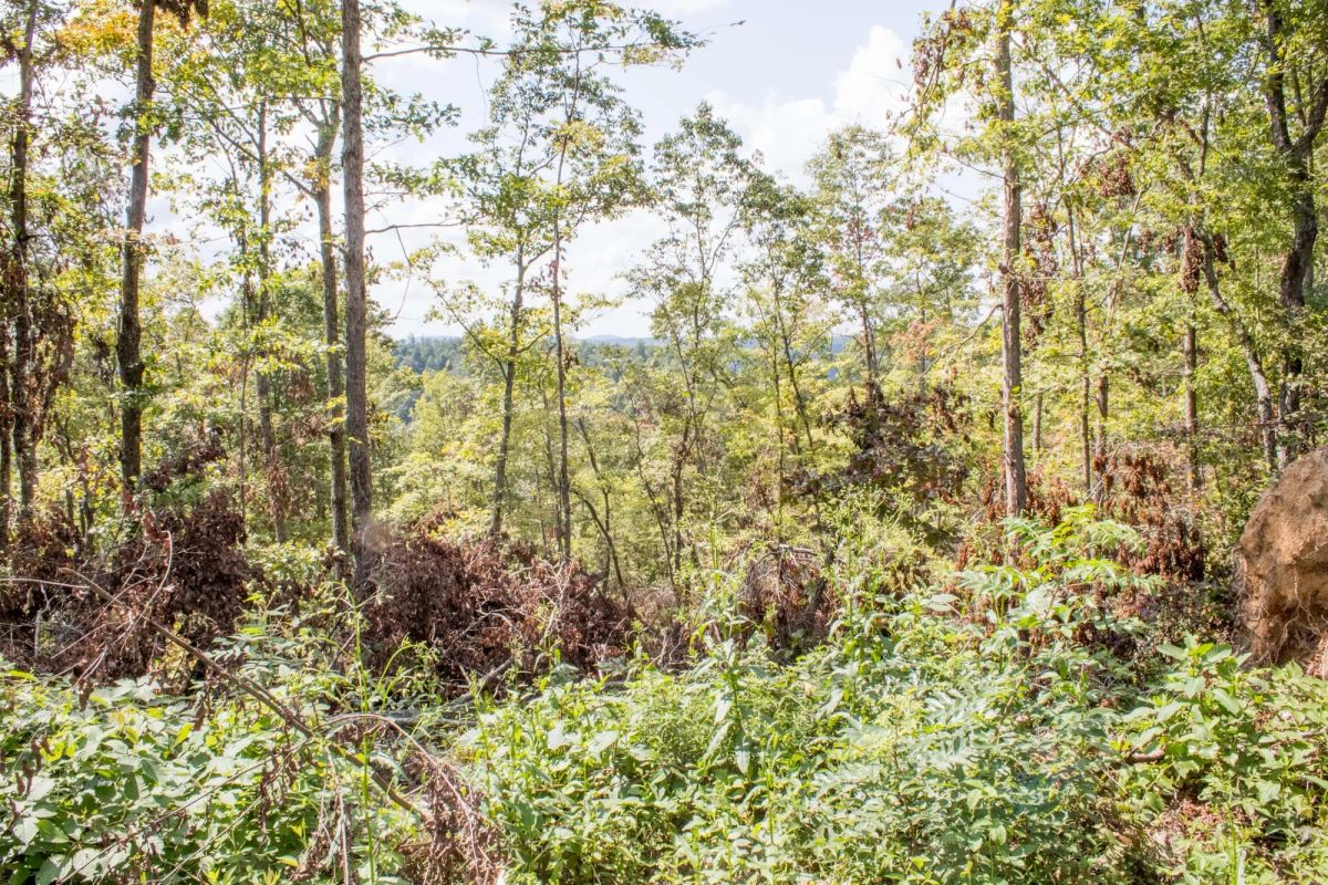 Decorative background for Buck Run Ridge Tract 26 image 6