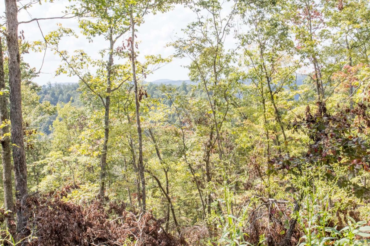 Decorative background for Buck Run Ridge Tract 26 image 7