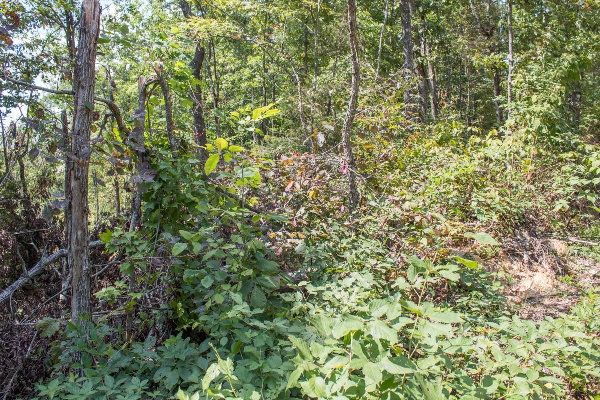 Decorative background for Buck Run Ridge Tract 26 image 8