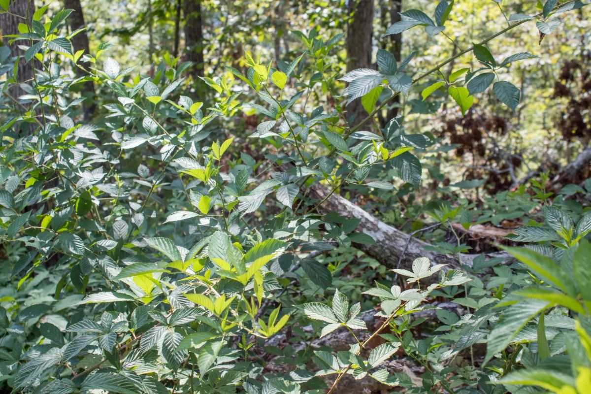 Decorative background for Buck Run Ridge Tract 26 image 9