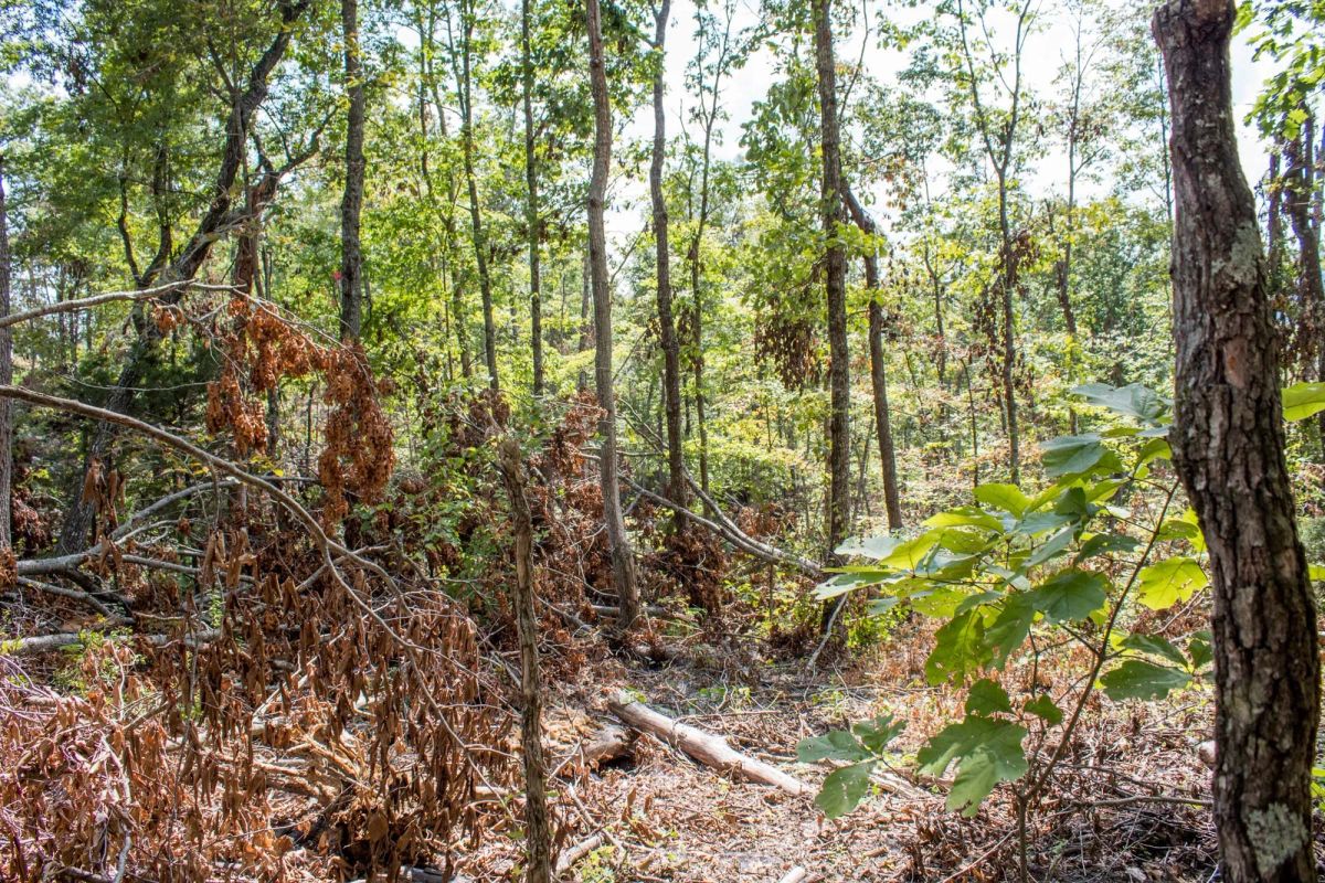 Decorative background for Buck Run Ridge Tract 26 image 10