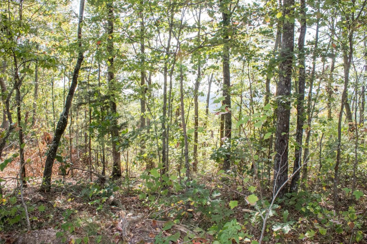 Decorative background for Buck Run Ridge Tract 26 image 11