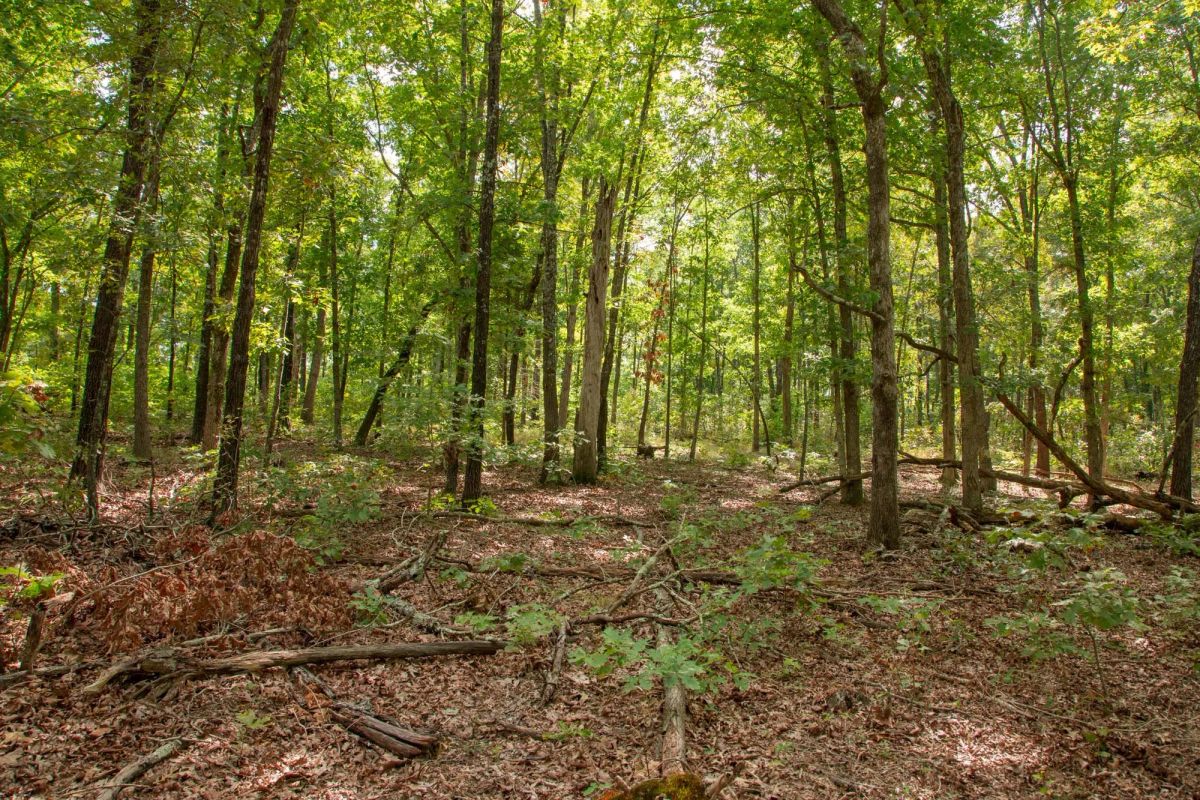 Wagon Wheel Ranch Tract 28 - Image 4