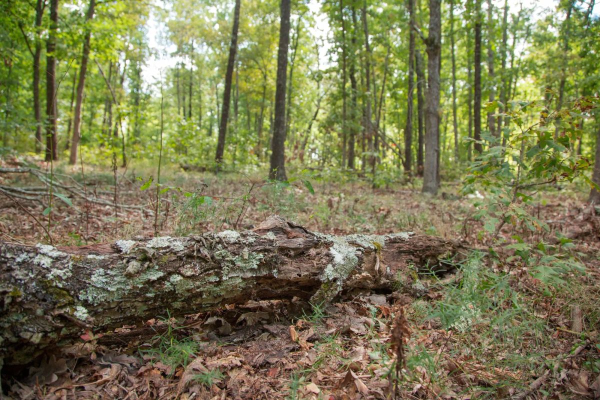 Decorative background for Wagon Wheel Ranch Tract 28 image 8